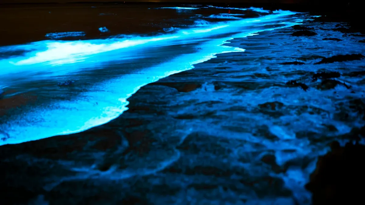 Algunas floraciones duran solo unos días, mientras que otras pueden persistir varias semanas , especialmente si las condiciones se mantienen favorables Algunas floraciones duran solo unos días, mientras que otras pueden persistir varias semanas , especialmente si las condiciones se mantienen favorables