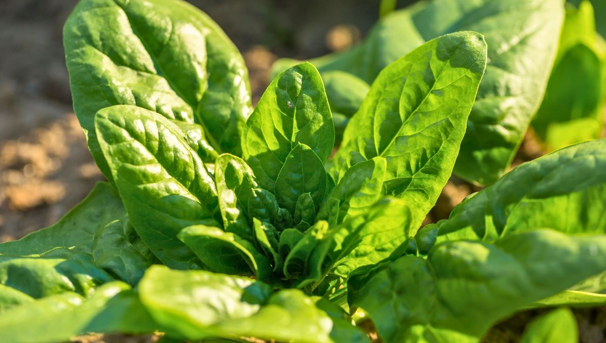 Aquí vemos a una espinaca lista para consumo humano Aquí vemos a una espinaca lista para consumo humano