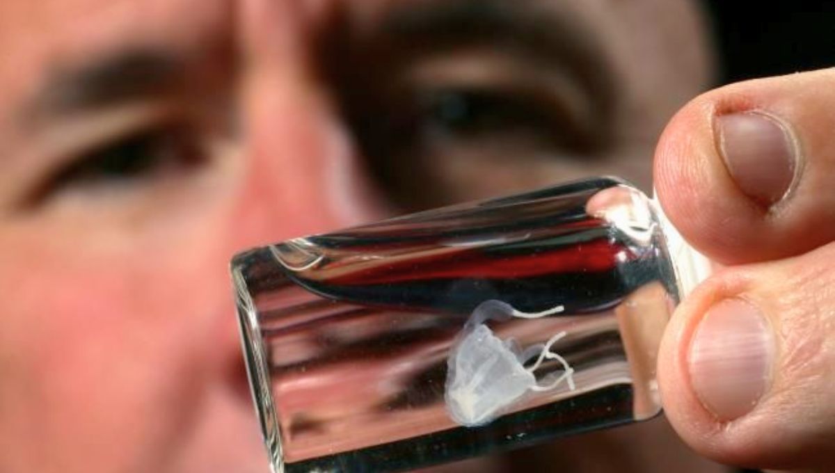 Es incolora y transparente, lo que dificulta enormemente su observación en el agua. Es incolora y transparente, lo que dificulta enormemente su observación en el agua.