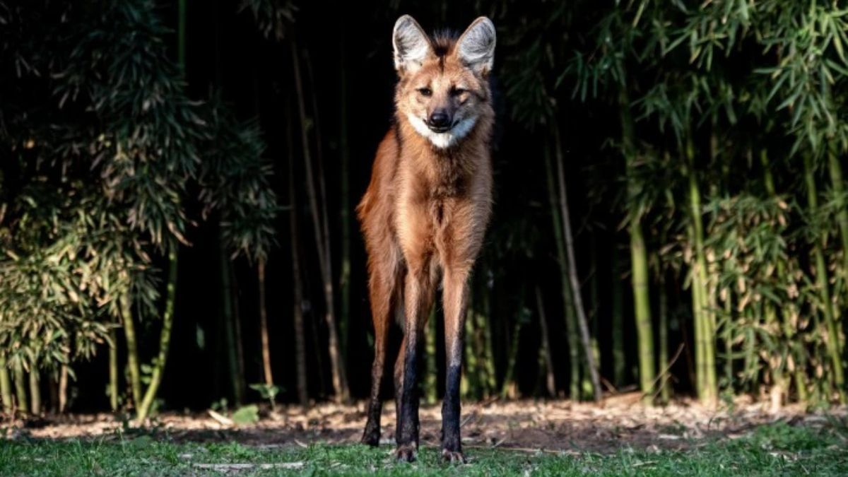 Aguará Guazú. Foto: Gonzalo Prados Aguará Guazú. Foto: Gonzalo Prados