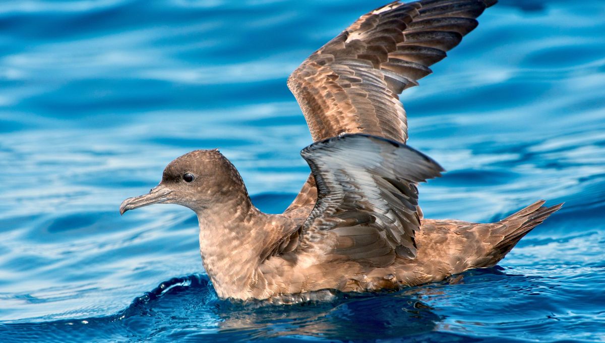 Las heces de aves marinas son ricas en nitrógeno y fósforo, dos nutrientes esenciales para la vida marina. Al caer al océano, estos elementos pueden servir de fertilizante para el fitoplancton, base de la cadena trófica marina Las heces de aves marinas son ricas en nitrógeno y fósforo, dos nutrientes esenciales para la vida marina. Al caer al océano, estos elementos pueden servir de fertilizante para el fitoplancton, base de la cadena trófica marina