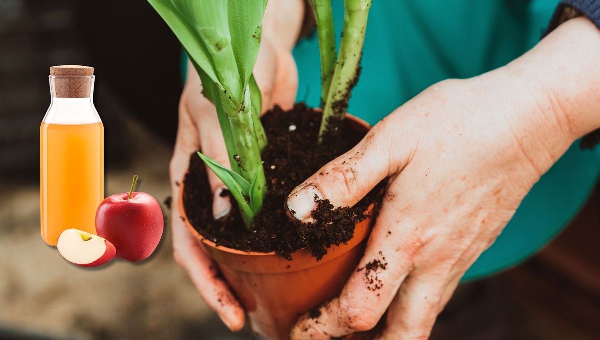 Utiliza siempre el vinagre diluido para evitar quemaduras y daños en las plantas.  Utiliza siempre el vinagre diluido para evitar quemaduras y daños en las plantas. 