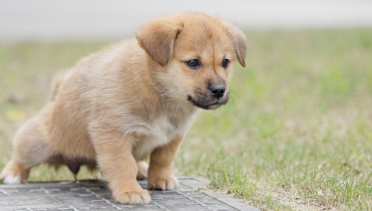 El olor a pis no debe limpiarse con productos qu&iacute;micos arom&aacute;ticos.&nbsp;