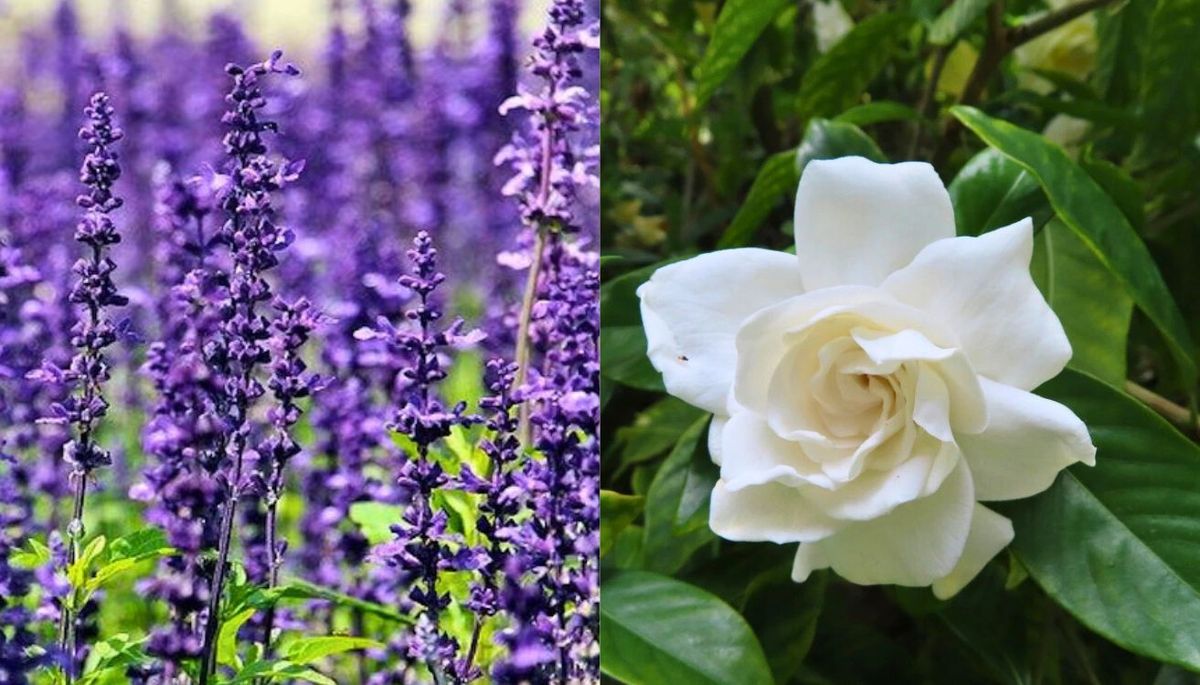 La lavanda y el jazmín aportan un perfume fresco y floral a tu hogar. Imagen: Redacción Diario Uno La lavanda y el jazmín aportan un perfume fresco y floral a tu hogar. Imagen: Redacción Diario Uno