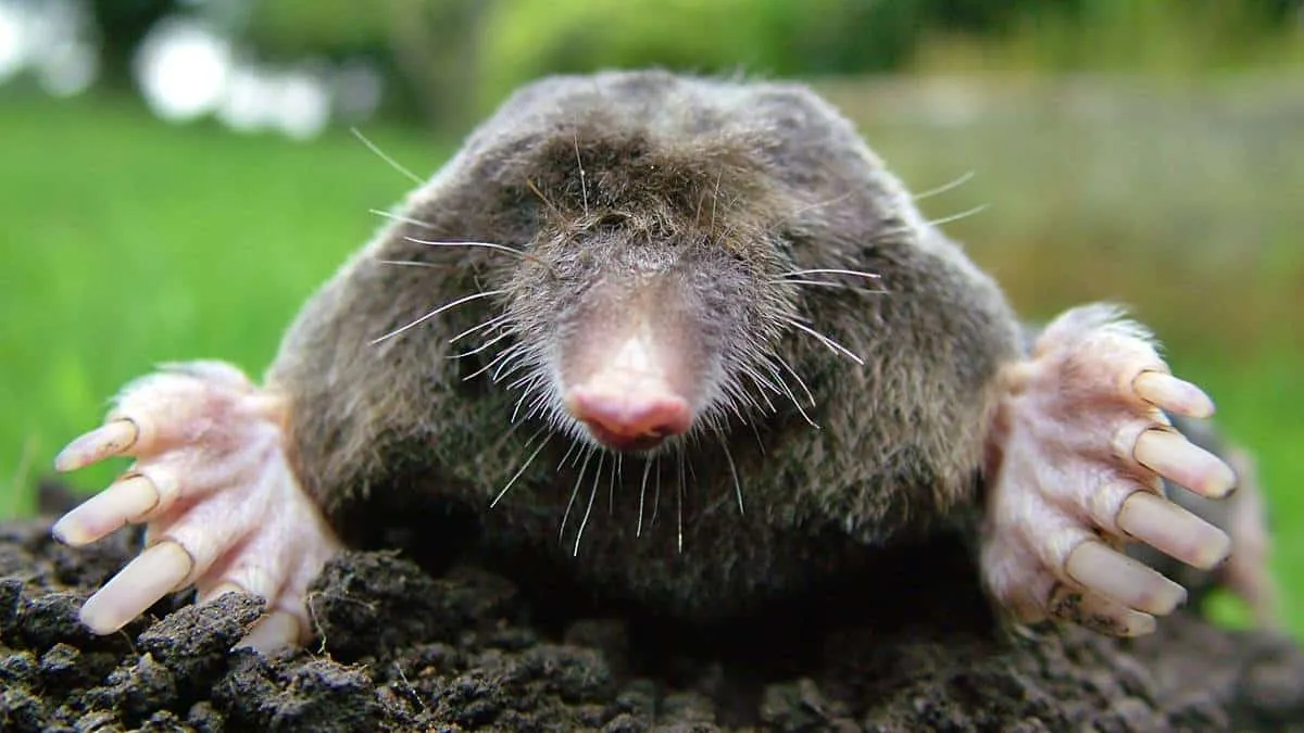 El topo puede ser altamente beneficioso en el jardín. 