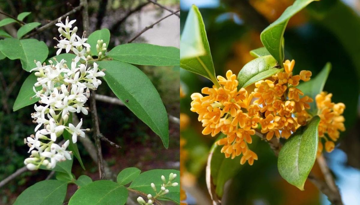 El árbol de Osmanthus es nativo de las zonas subtropicales de Asia oriental. El árbol de Osmanthus es nativo de las zonas subtropicales de Asia oriental.