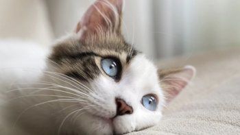 Día Internacional del Gato, este 20 de febrero: mirá qué mascota le dio origen a la celebración