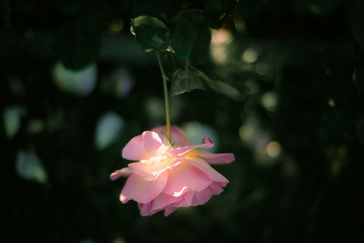 Las rosas del jardín necesitan luz solar para crecer adecuadamente. Las rosas del jardín necesitan luz solar para crecer adecuadamente. 