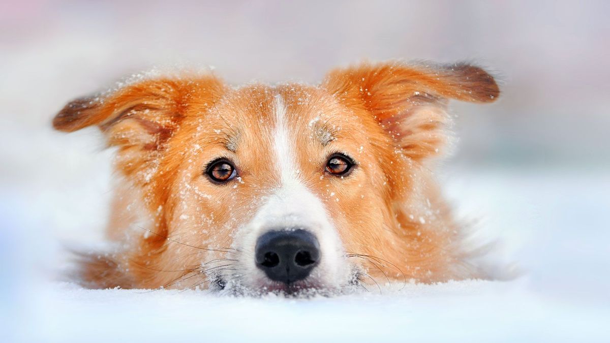 Pocos lo saben: estas son las señales que indican que tu mascota sufre hipotermia Pocos lo saben: estas son las señales que indican que tu mascota sufre hipotermia