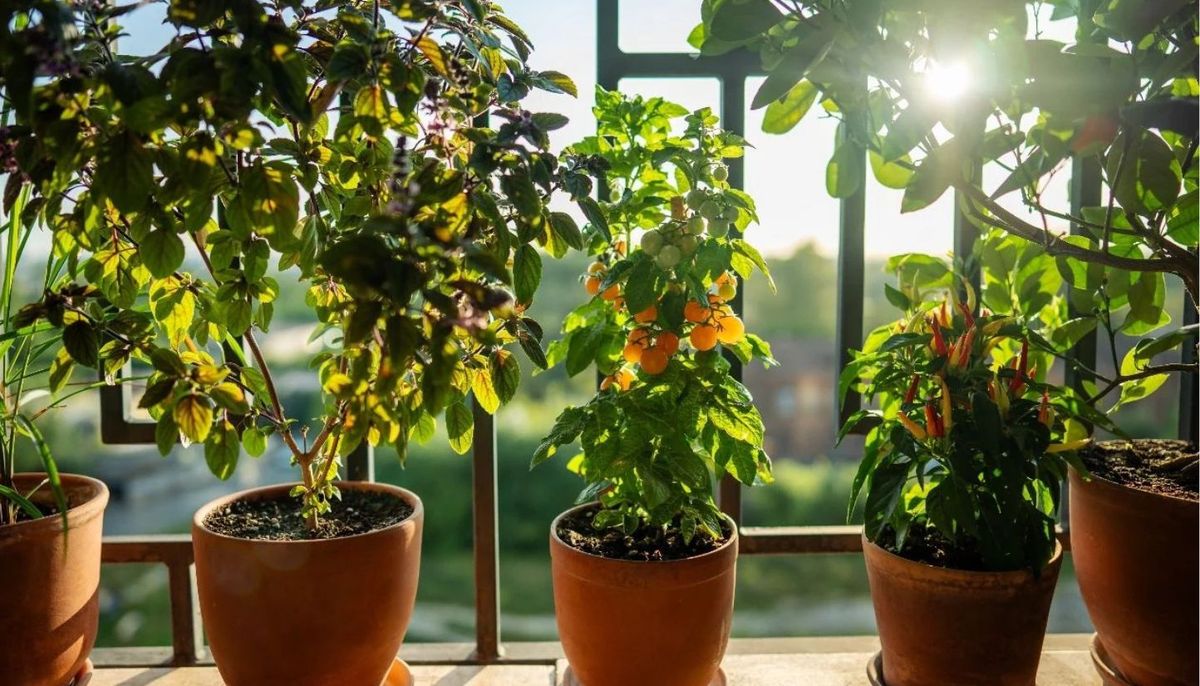 Cómo cultivar una planta de tomates cherry en maceta