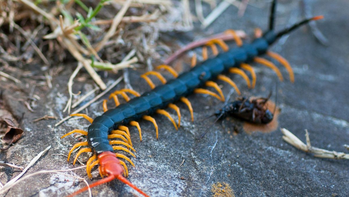 Los ciempiés se alimentan de cucarachas y contribuyen a que no proliferen Los ciempiés se alimentan de cucarachas y contribuyen a que no proliferen
