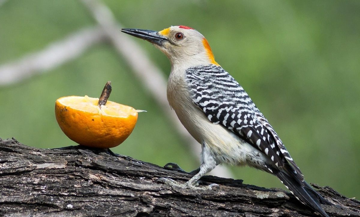 Cuáles son las diferencias entre un ave y un pájaro