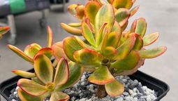 Por qué no hay que ponerle sal al sustrato del árbol de jade Por qué no hay que ponerle sal al sustrato del árbol de jade