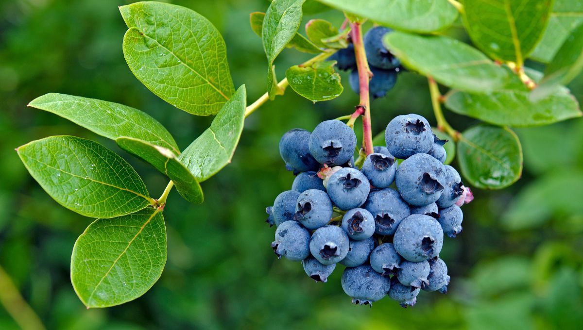 Los arándanos ocupan la primera posición en cuanto a beneficios antioxidantes para la salud en comparación con más de 40 frutas y verduras frescas.