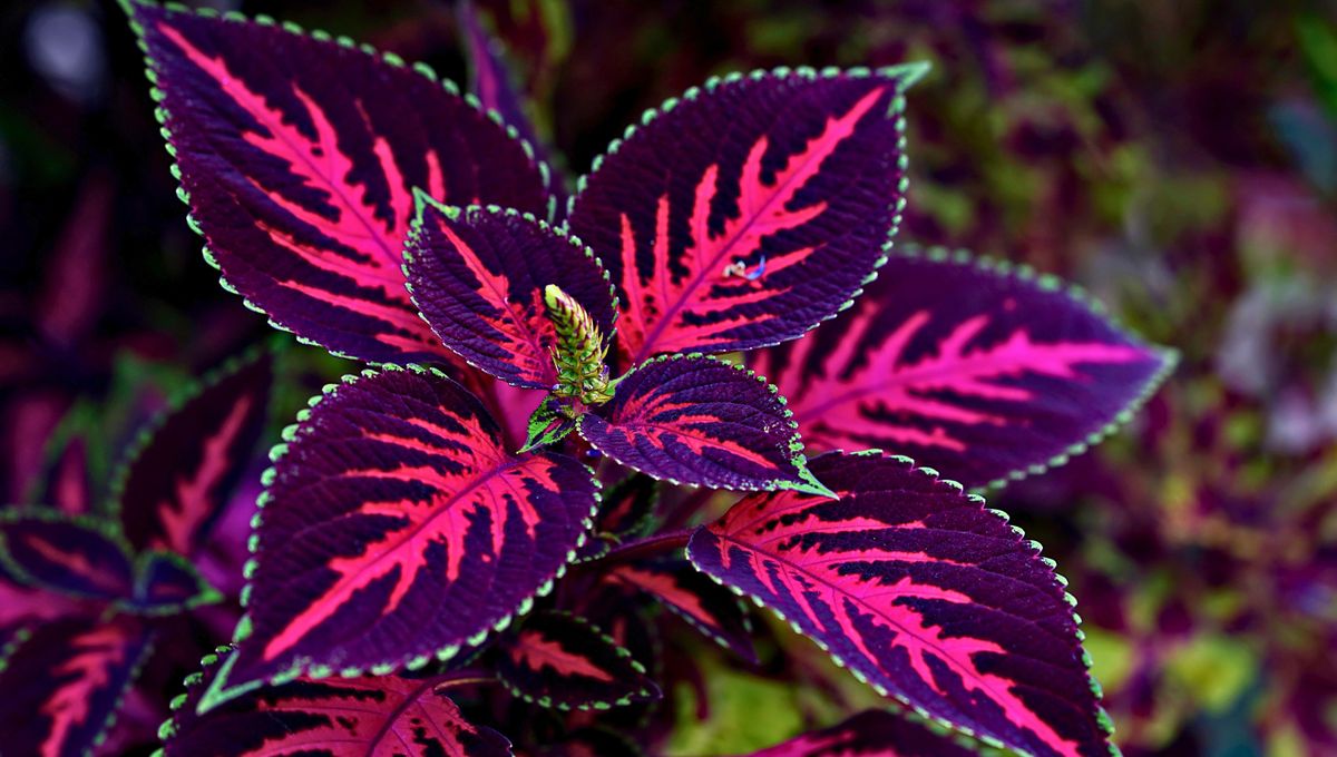 Cómo cultivar plantas en agua