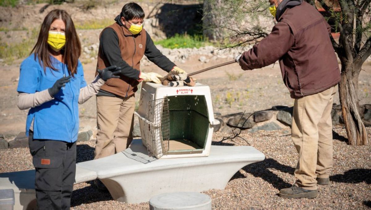 El Ecoparque abrió sus puertas. Se realizaron simulacros de rescate con animales ficticios.