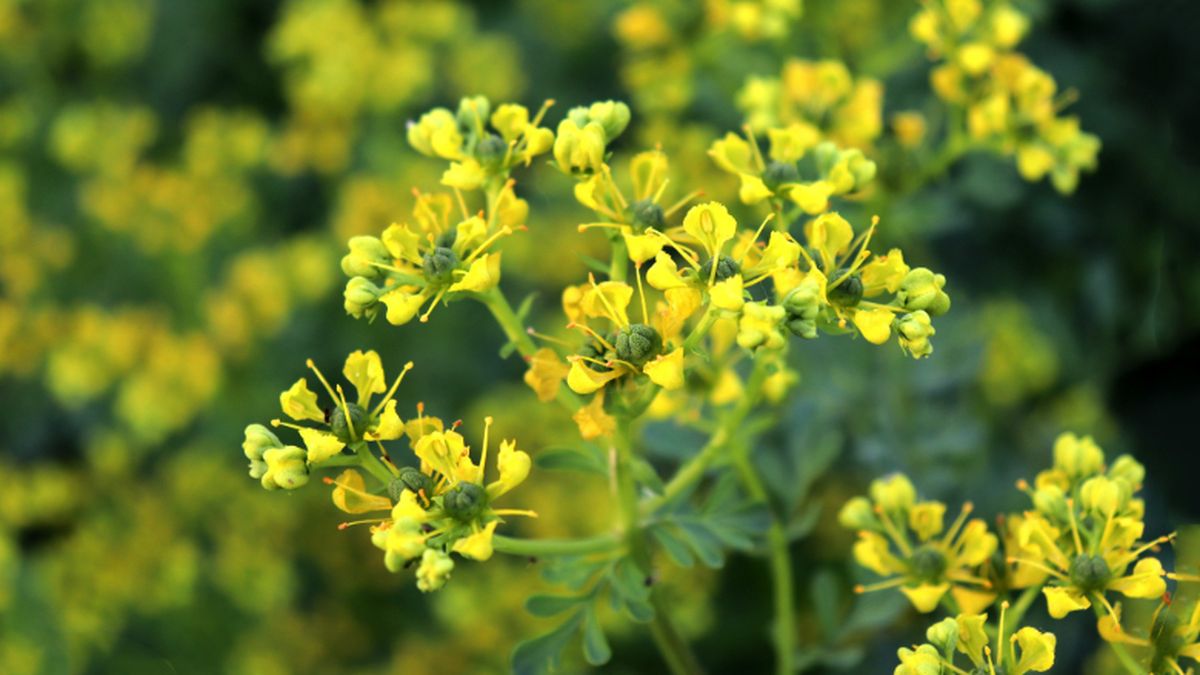 Qué significa que la ruda tenga flores en el jardín de casa