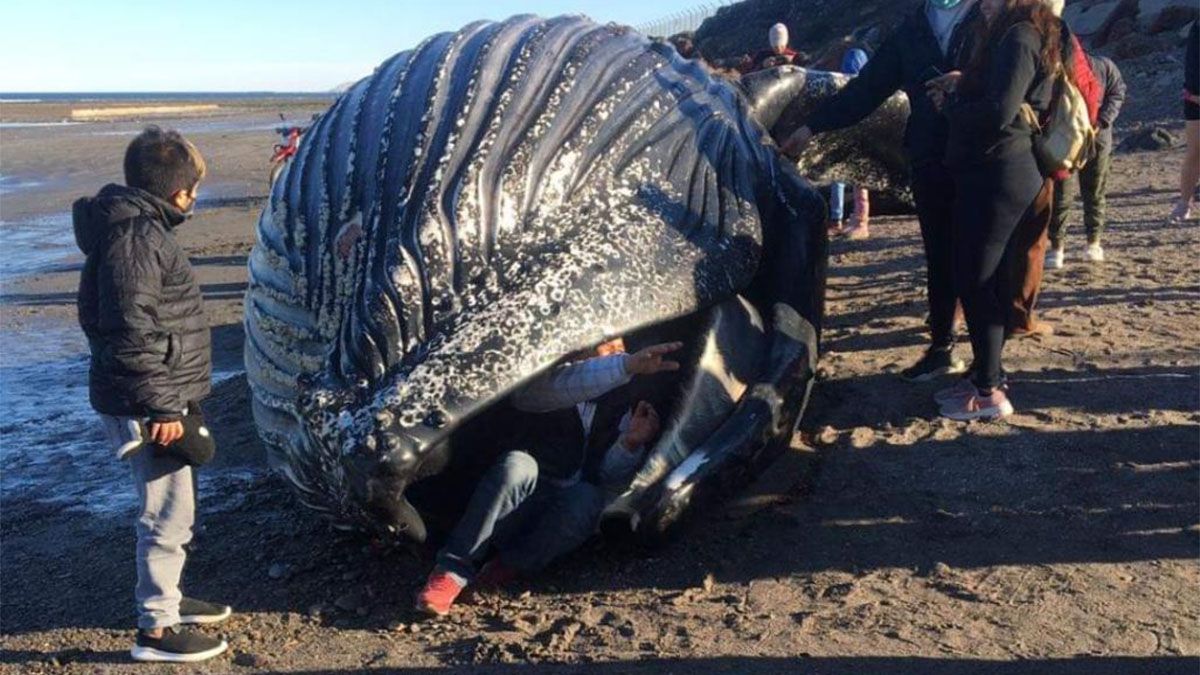 El repudiable gesto que tuvieron algunas personas con una ballena jorobada muerta