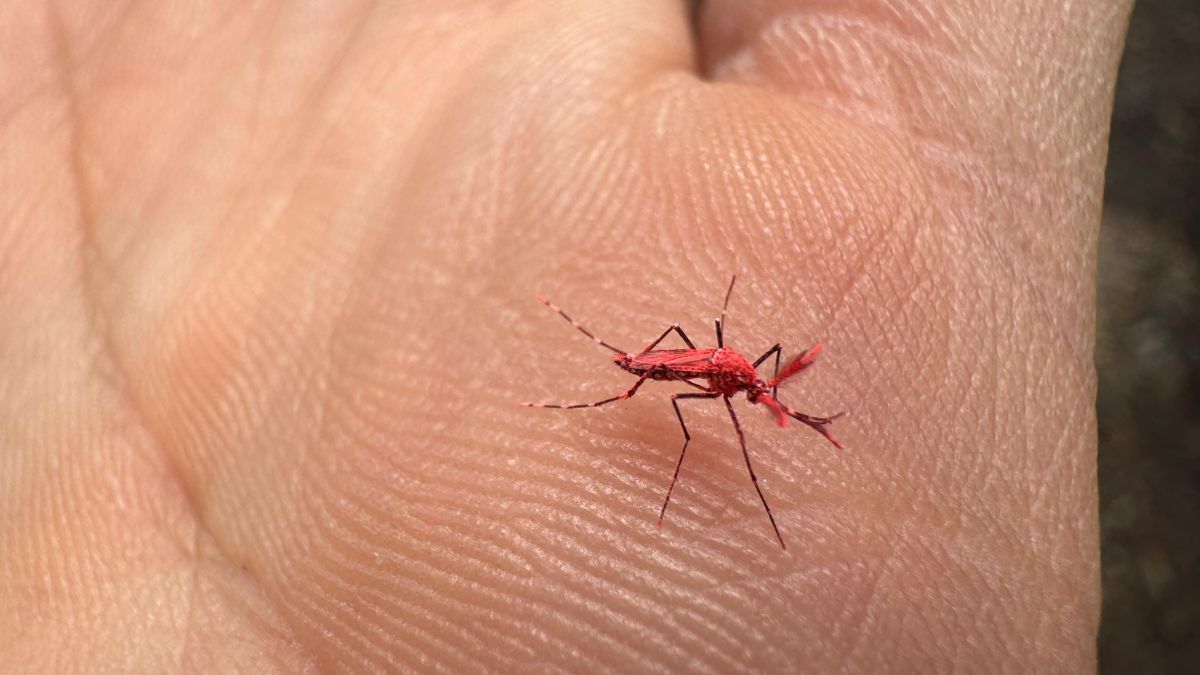 Lo curioso es el aspecto de los mosquitos estériles Aedes aegypti: se ven de un color naranja fluorescente como el de esta foto.