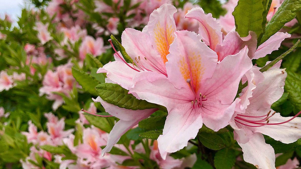 Planta de azalea.&nbsp;