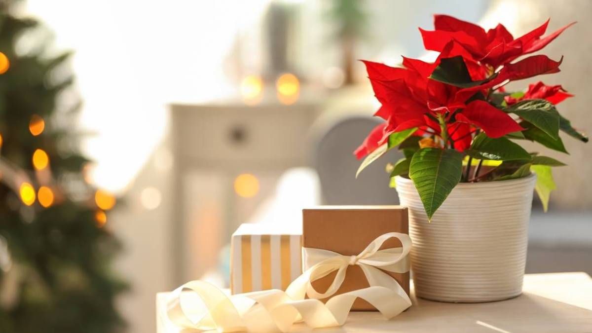 Las 5 plantas para regalar en Navidad con significados especiales