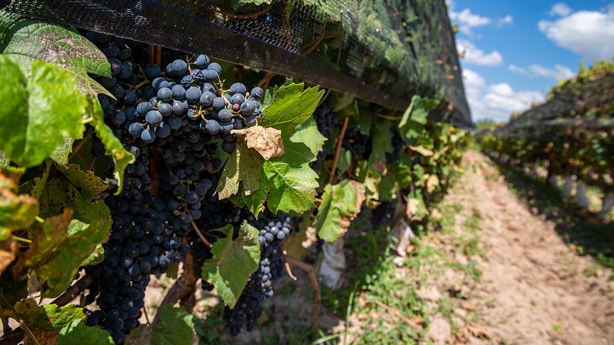 Fecovita espera que el Banco Nación le habilite un crédito por $4.500 millones para la cosecha 2023-2024.