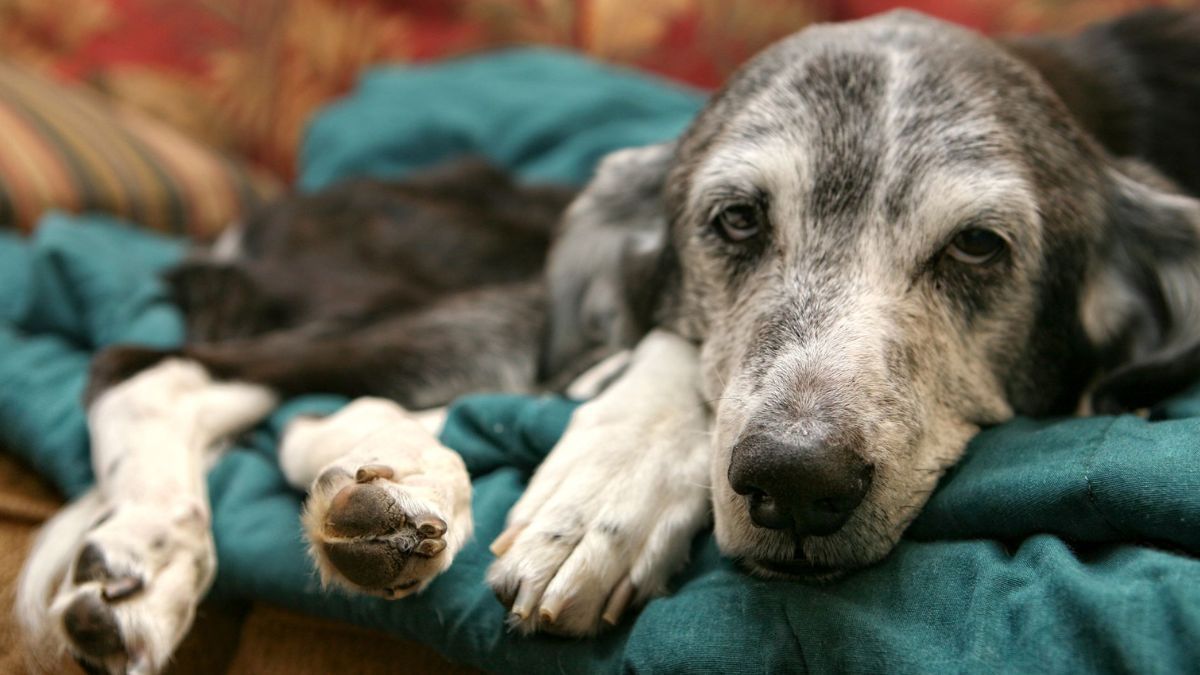 Mendoza permitió el uso de cannabis para tratamientos en animales enfermos