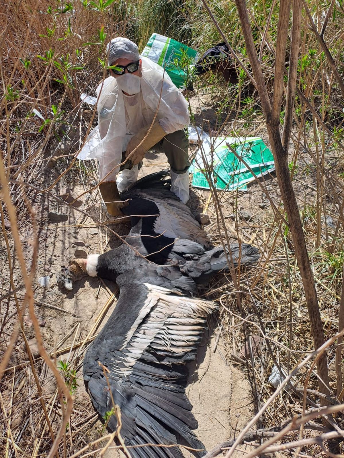 Un grupo de trekking encontró al ave muerta y dio aviso a la Fundación Cullunche. Un grupo de trekking encontró al ave muerta y dio aviso a la Fundación Cullunche.