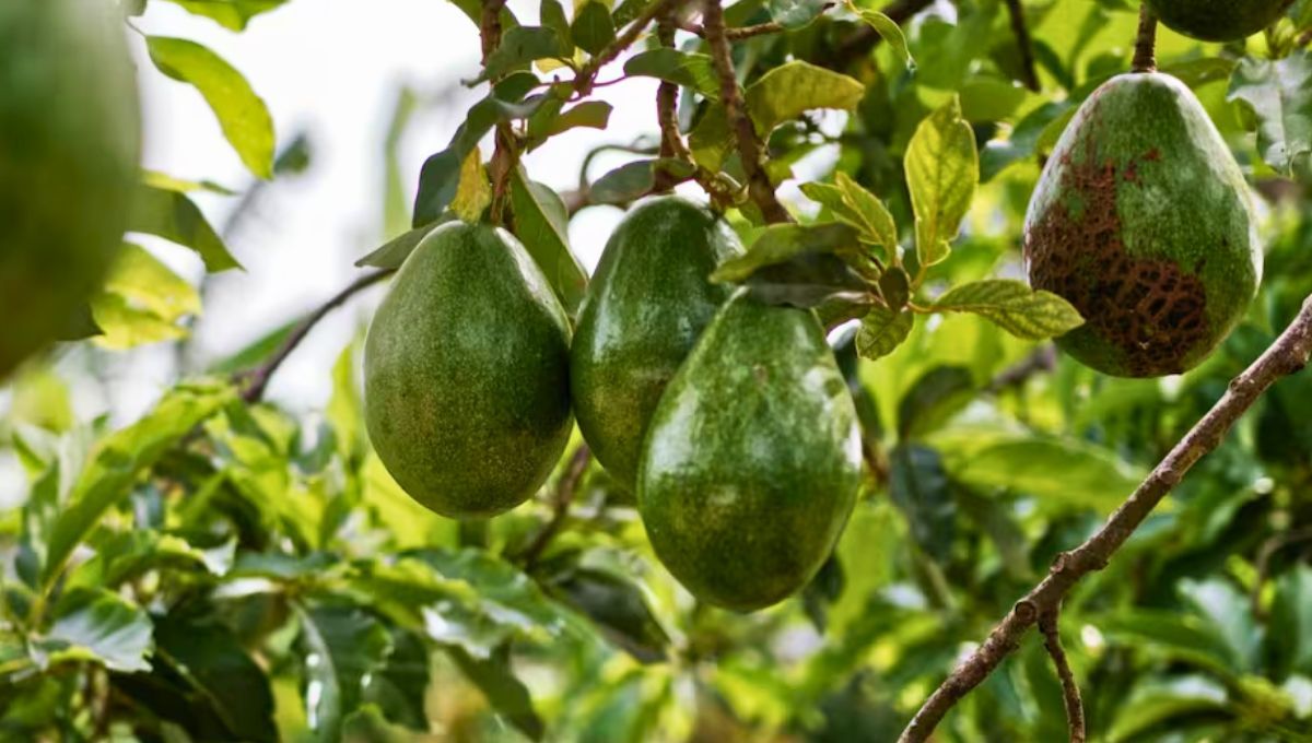 El país latinoamericano que lidera la exportación de aguacate