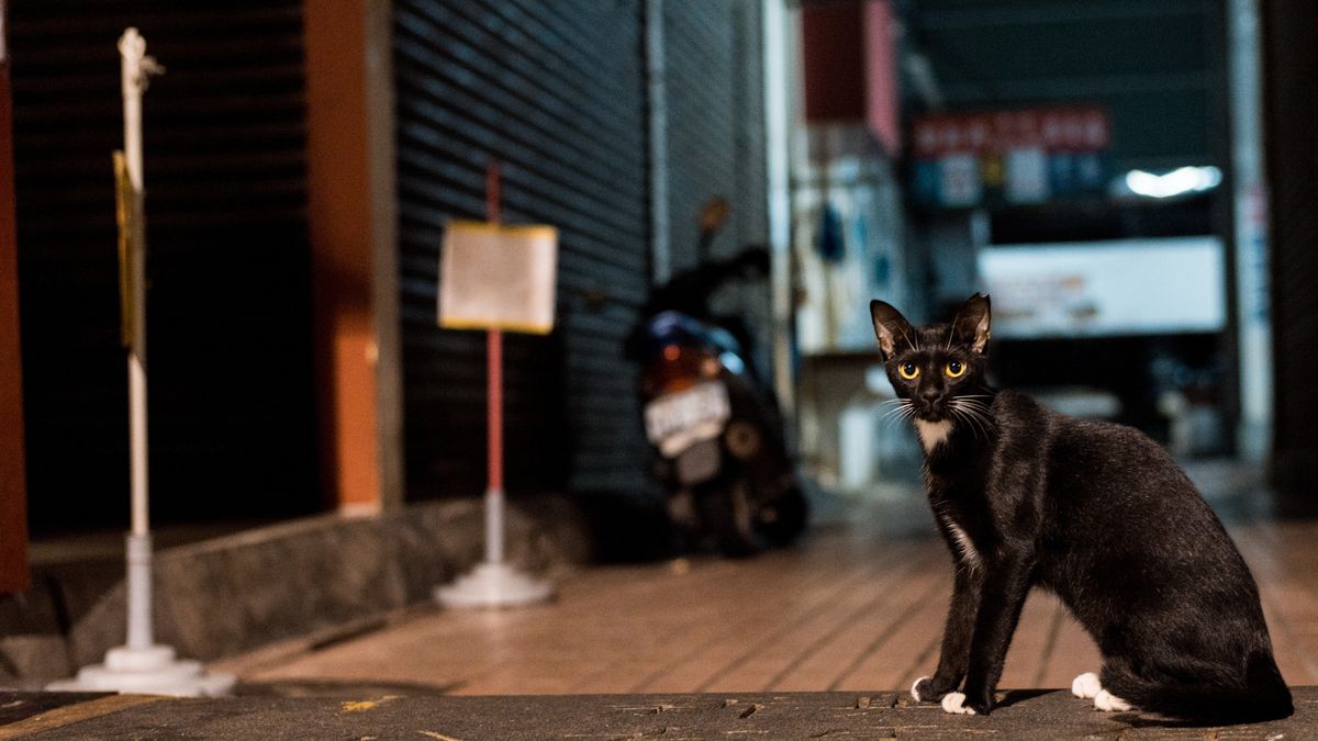 Los gatos tienen una visión nocturna increíblemente buena.