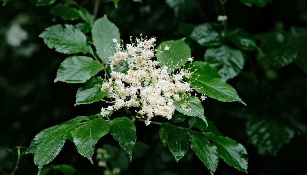 El árbol que casi nadie conoce, se puede cultivar en maceta y tiene racimos de flores perfumadas