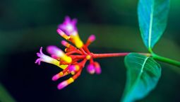 5 plantas tóxicas que existen en Chile y que hay que evitar sí o sí