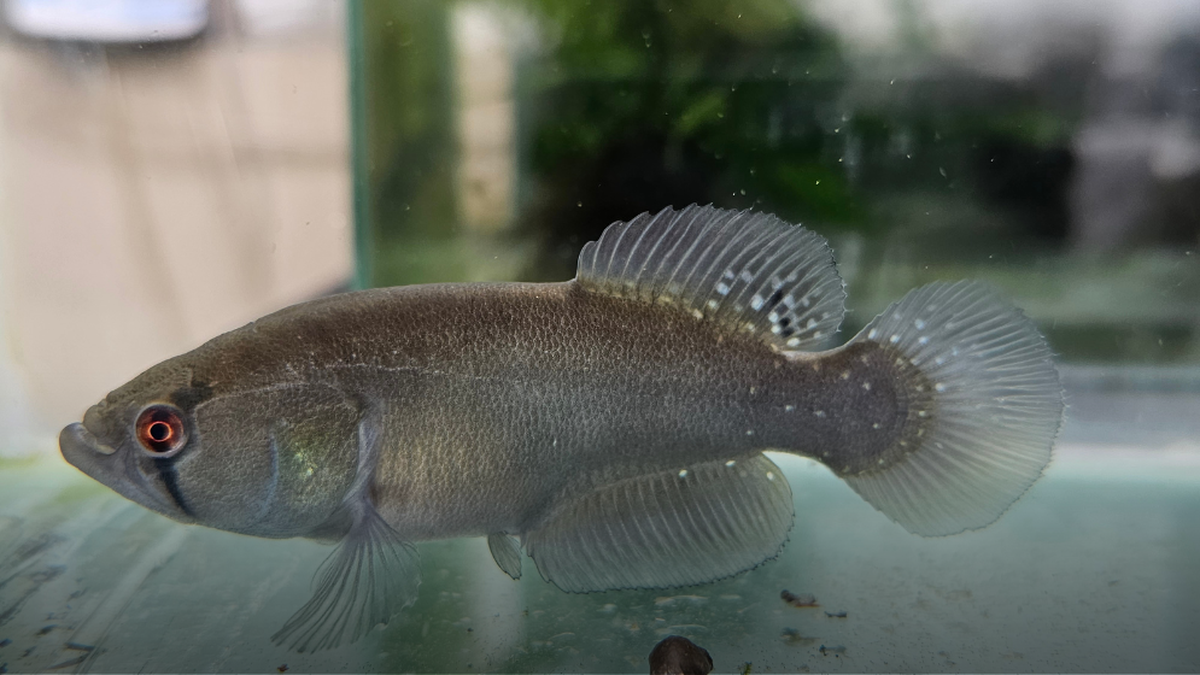 Este pez tiene la capacidad de sobrevivir a condiciones extremas de sequía. Este pez tiene la capacidad de sobrevivir a condiciones extremas de sequía. 