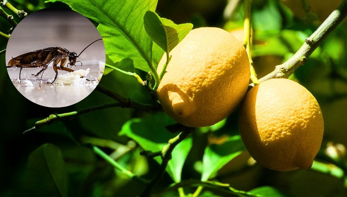 El limonero es un árbol que puede atraer a las cucarachas, aunque también puede ser repelente