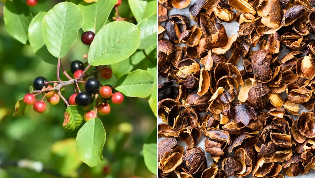 La cáscara sagrada es una planta sanadora con muchos beneficios para la salud. La cáscara sagrada es una planta sanadora con muchos beneficios para la salud.