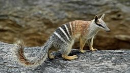 solo quedaban 300: el pequeno marsupial de australia que logro alejarse del borde de la extincion