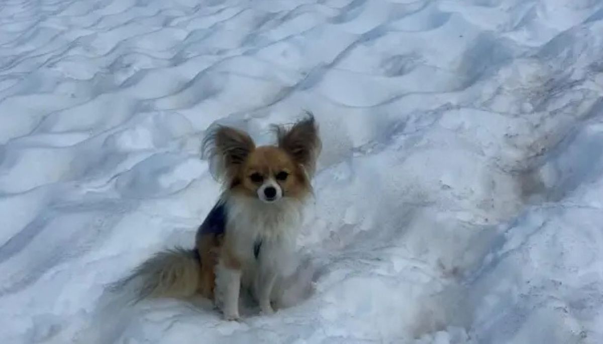 La conmovedora historia del chihuahua que salvó a su dueño de una trágica muerte en un glaciar