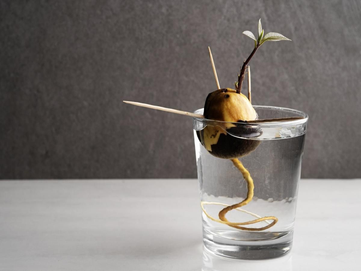 Árbol de palta: cuál es el momento ideal para trasplantar la semilla a una maceta Árbol de palta: cuál es el momento ideal para trasplantar la semilla a una maceta