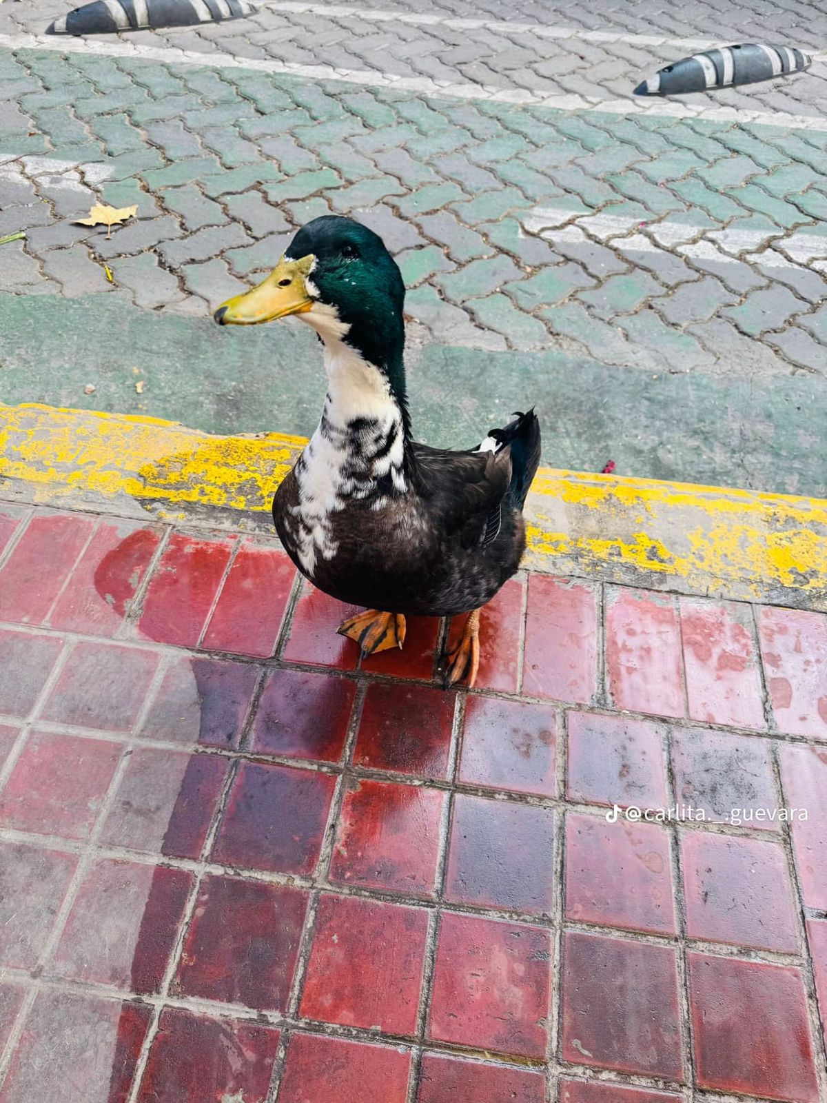 El pato Juan en el kilómetro cero. El pato Juan en el kilómetro cero.