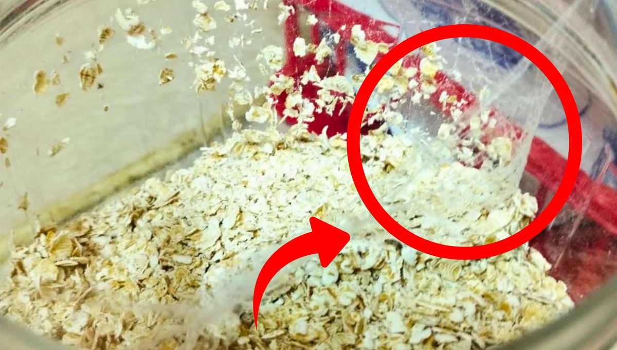 Por qué aparecen telarañas blancas en los alimentos y qué significa