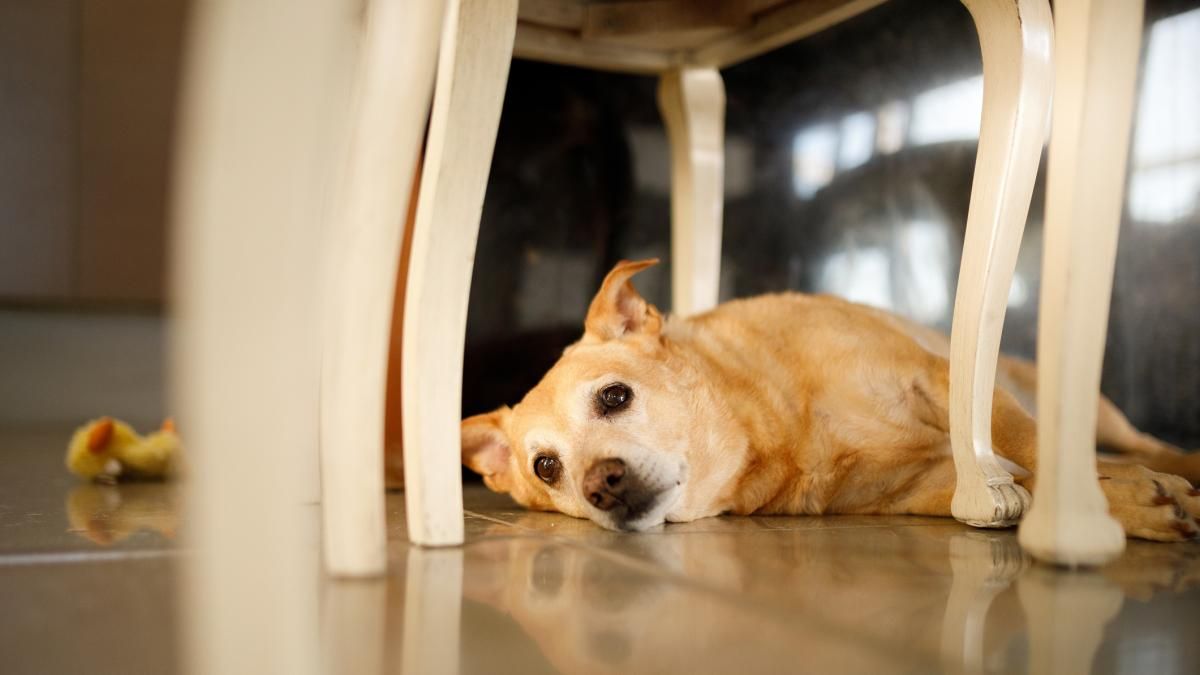 La mesa puede ser un lugar cómodo y seguro para tu perro. La mesa puede ser un lugar cómodo y seguro para tu perro. 