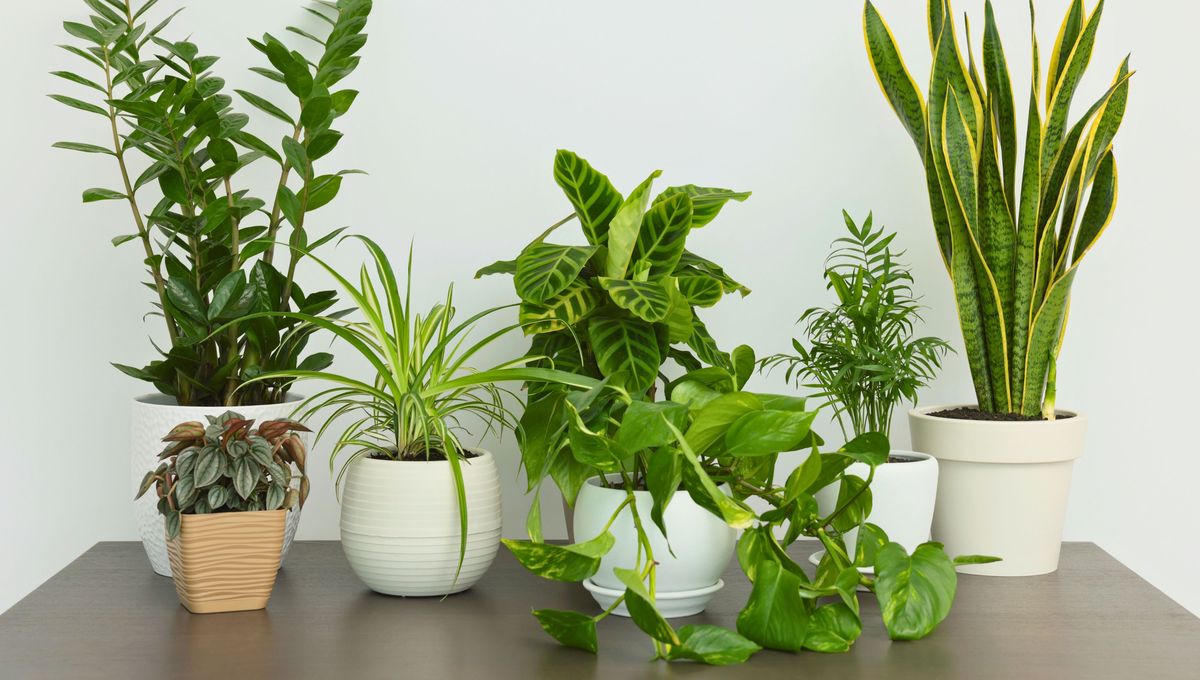 ¿Junto a qué plantas de interior conviene colocar el potus en la casa?