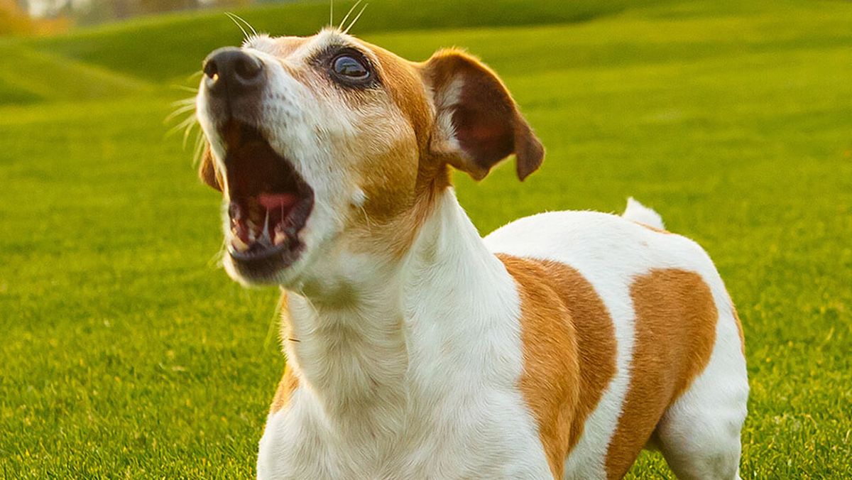 Con este truco, puedes impresionar a quienes vayan a tu casa. Con este truco, puedes impresionar a quienes vayan a tu casa. 