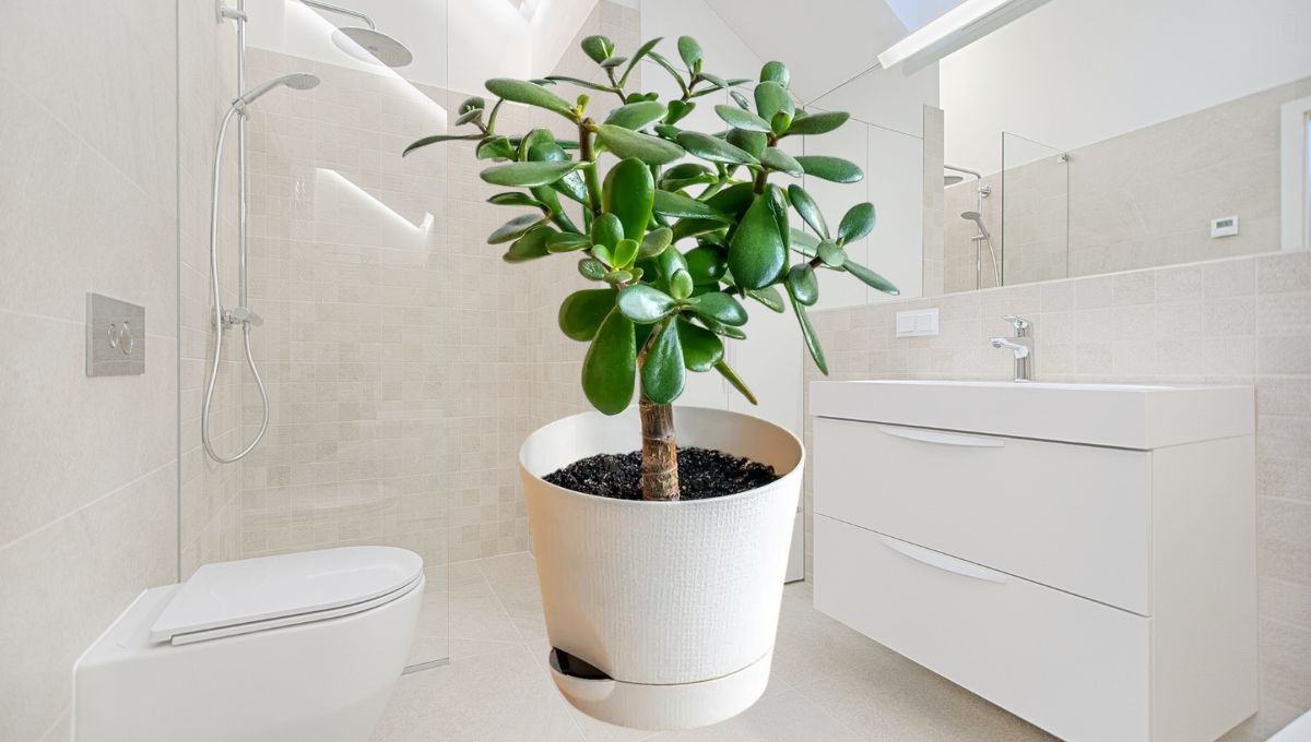 Qué sucede si colocas el árbol de Jade en el baño