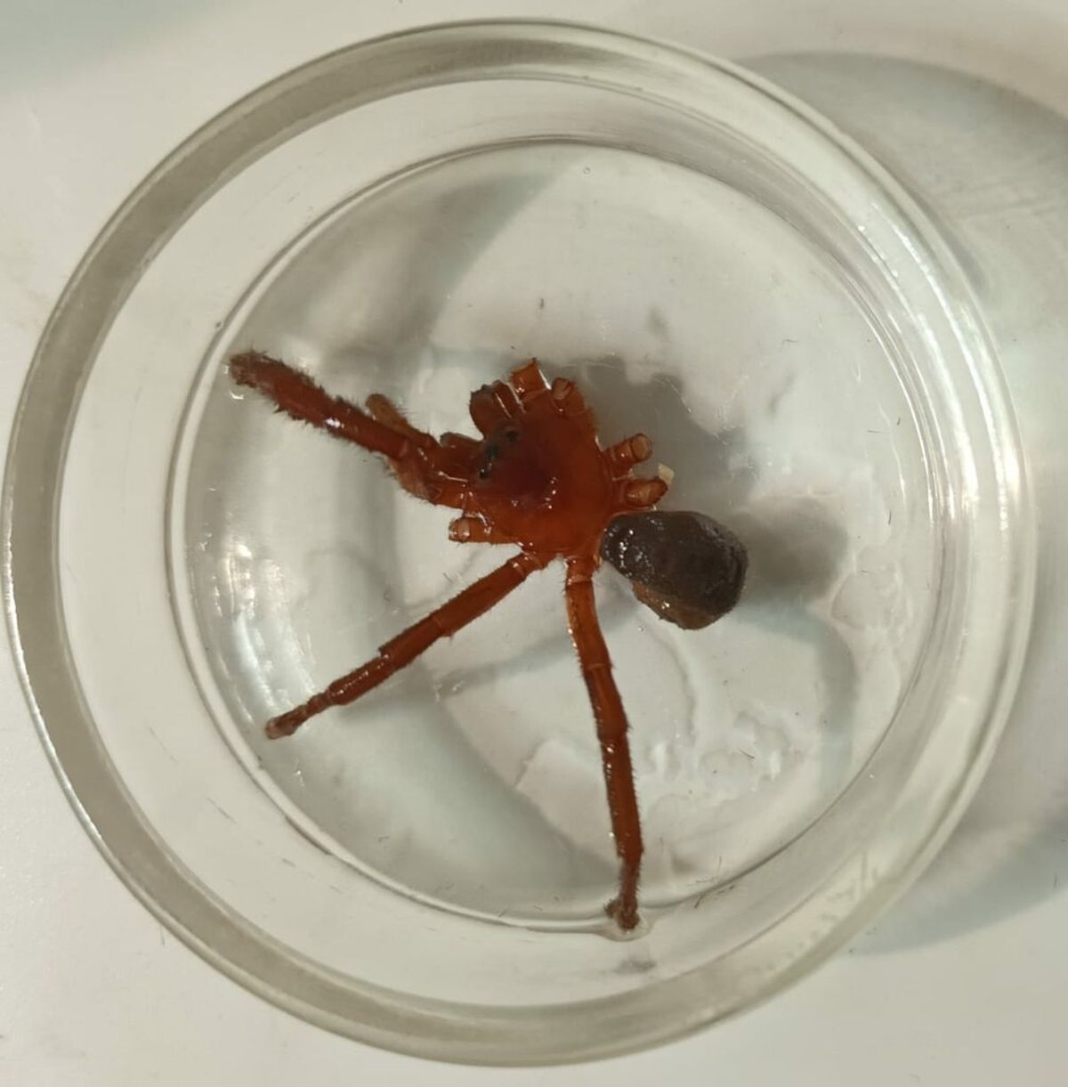 Descubrimiento de una nueva especie de araña venenosa sorprende a los científicos en Chile Descubrimiento de una nueva especie de araña venenosa sorprende a los científicos en Chile