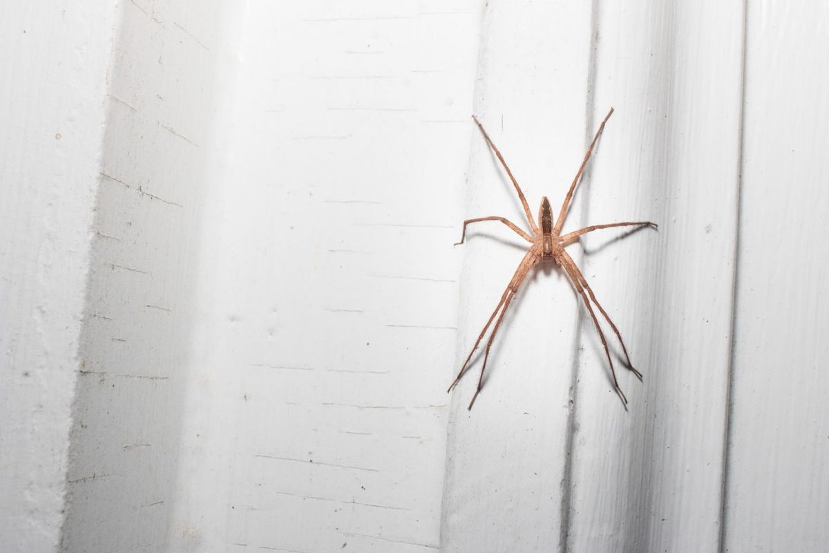 La araña es una señal de que debes prestar atención y estar preparado para cualquier nueva oportunidad. La araña es una señal de que debes prestar atención y estar preparado para cualquier nueva oportunidad.