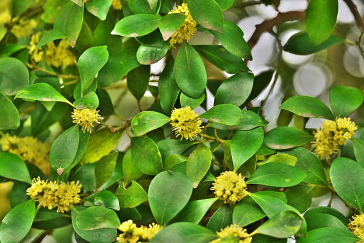 Azara microphylla. Azara microphylla.