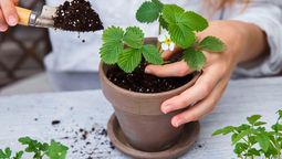 Deja de utilizar las macetas tradicionales. Imagen: Freepik. Deja de utilizar las macetas tradicionales. Imagen: Freepik.