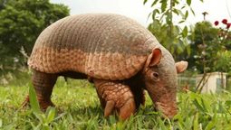Argentina logra seguir por satélite a la especie de armadillo más grande del mundo