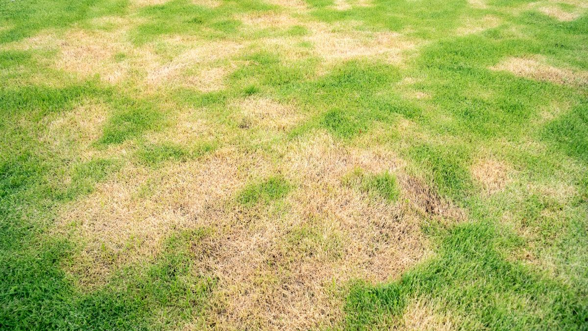 El césped del jardín puede quedar amarillo o marrón si no se corta a la altura recomendada.